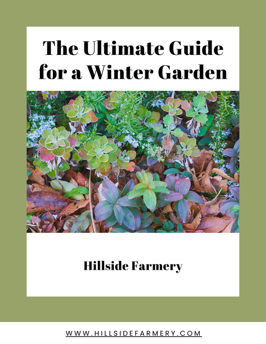 The Ultimate Guide for a Winter Garden